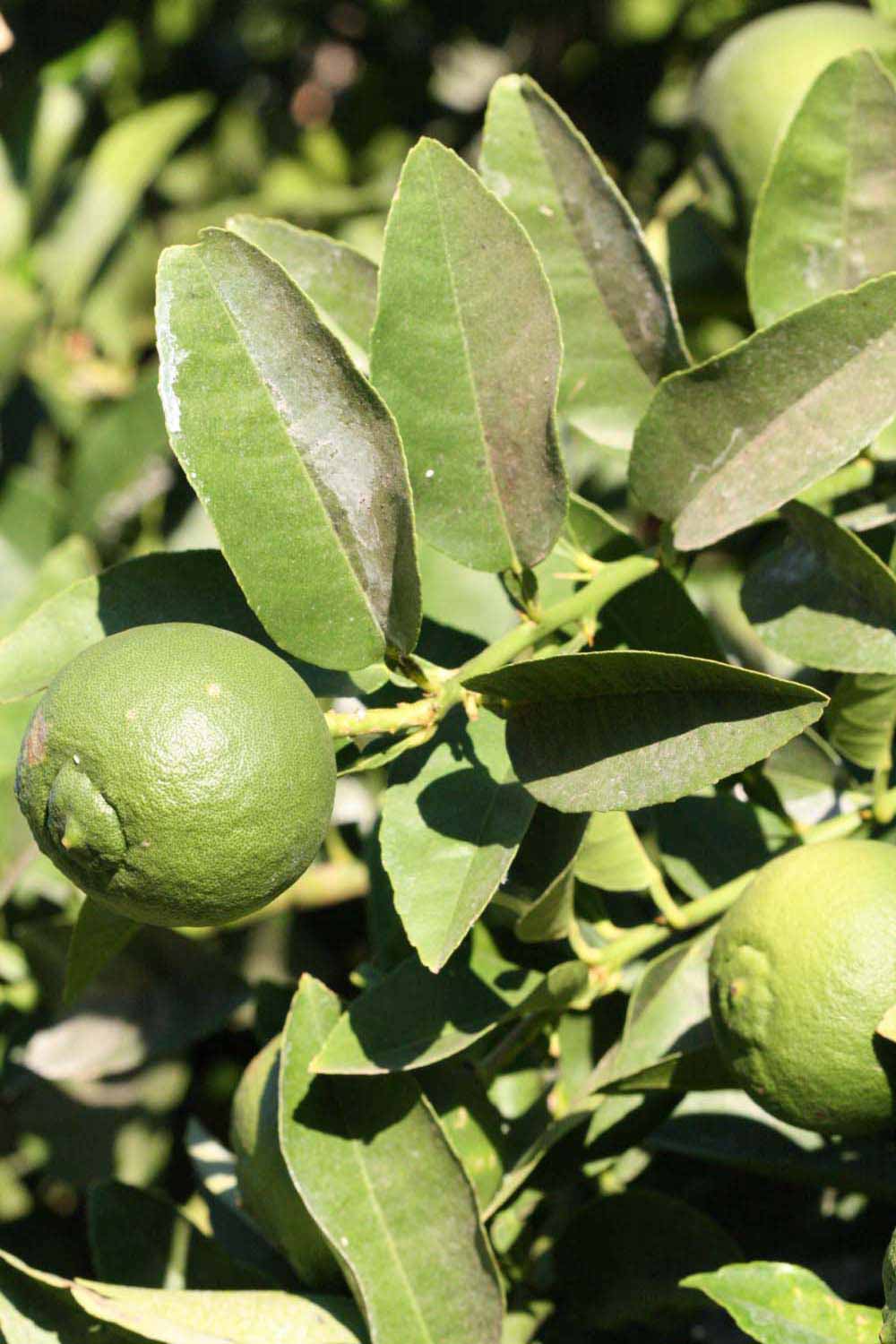              Sun leaves (Riverside, CA)       